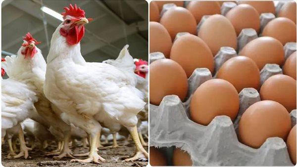 أسعار الدواجن والبيض اليوم في الأسواق الخميس تتراجع أو ترتفع تعرف على التحديثات الجديدة