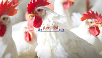 أسعار الدواجن والبيض تتراجع وتسجل ارتفاعات في أسواق الوادي الجديد