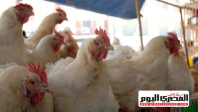 أسعار الدواجن والبيض في أسواق الشرقية اليوم الثلاثاء 3 فبراير 2026