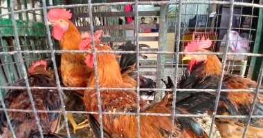 أسعار الدواجن والخضراوات واللحوم في المنيا اليوم السبت 7 فبراير 2026 بالتفصيل للمستهلكين