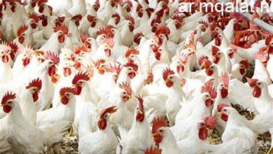 أسعار الدواجن والخضروات واللحوم في المنيا يوم السبت 7 فبراير 2026