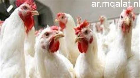 أسعار الدواجن واللحوم والأسماك في سوهاج اليوم