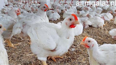 أسعار الدواجن واللحوم والأسماك في سوهاج ليوم الثلاثاء