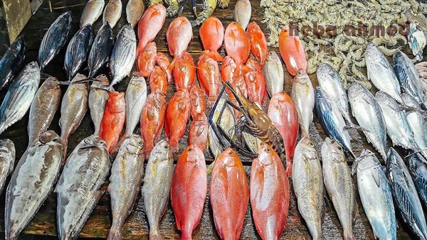 أسعار السمك اليوم الأحد 1 فبراير 2026 في الأسواق المصرية وتحديثات الأسعار المستمرة