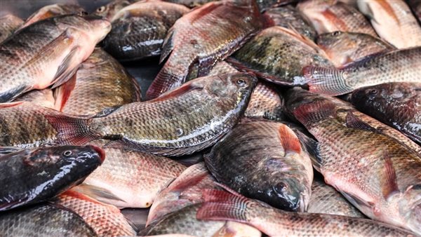 أسعار السمك اليوم الأحد 1 فبراير 2026 في سوق العبور والأسواق المحلية