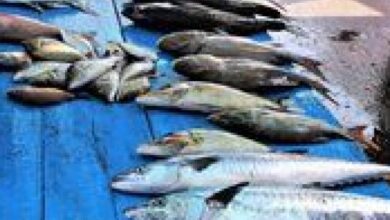 أسعار السمك اليوم الأحد 1 فبراير في الأسواق المحلية