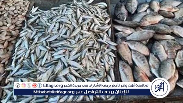 أسعار السمك اليوم الثلاثاء 3 فبراير 2026 في محافظة الأقصر