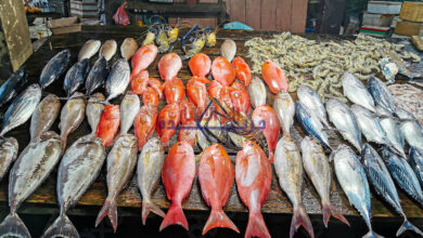 أسعار السمك اليوم الخميس 5 فبراير 2026 في سوق العبور تتراجع مع انخفاض غالبية الأنواع مقارنة باليوم السابق