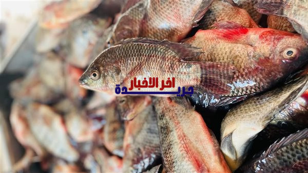 أسعار السمك اليوم السبت 7 فبراير 2026 في الأسواق المصرية مع توقعات التغيرات