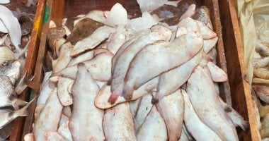 أسعار السمك اليوم في أسواق الإسكندرية البلطي بـ 70 جنيها وسمك مختلف الأنواع