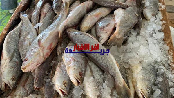 أسعار السمك في مصر اليوم السبت 7 فبراير 2026 تشهد استقرارًا وتوقعات بأسعار جديدة