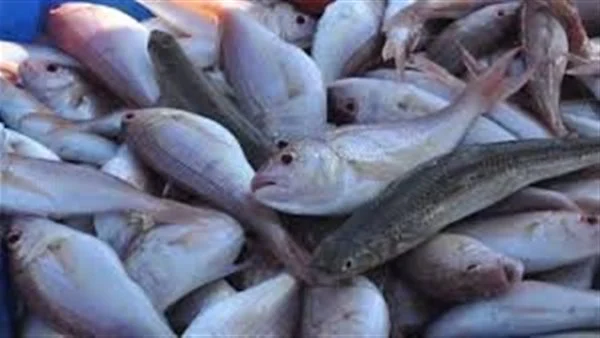 أسعار السمك والمأكولات البحرية بمحافظة الغربية يوم الأربعاء 4 فبراير 2026