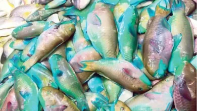 أسعار السمك والمأكولات البحرية في أسواق الإسكندرية اليوم الخميس 5 فبراير 2026 بقيمة القاروص 430 جنيه