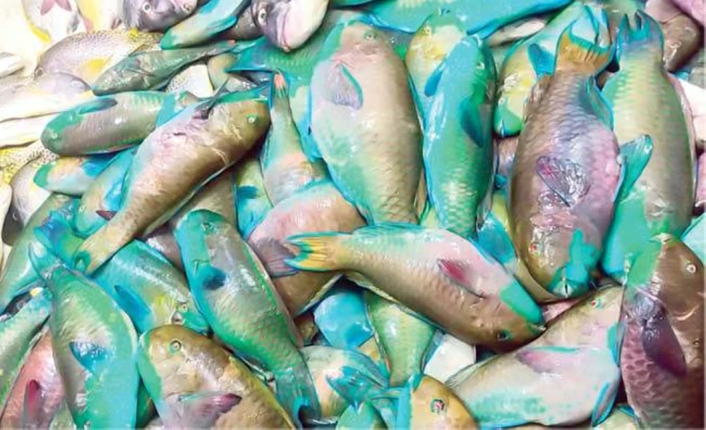 أسعار السمك والمأكولات البحرية في أسواق الإسكندرية اليوم الخميس 5 فبراير 2026 بقيمة القاروص 430 جنيه