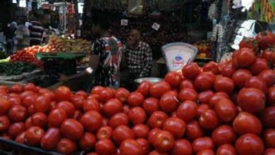أسعار الطماطم تصل إلى 5 جنيهات في الأسواق المحلية