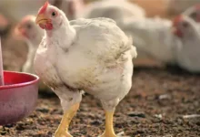أسعار الفراخ البيضاء في بورصة الدواجن اليوم الأحد 1 فبراير 2026 تتغير بشكل ملحوظ