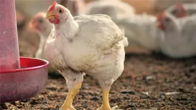 أسعار الفراخ البيضاء في بورصة الدواجن اليوم الأحد 1 فبراير 2026 تتغير بشكل ملحوظ