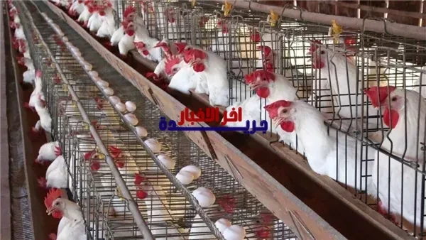 أسعار الفراخ البيضاء في بورصة الدواجن اليوم السبت 7 فبراير 2026