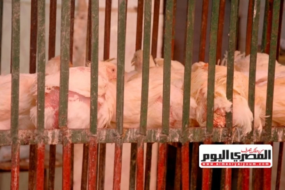 أسعار الفراخ البيضاء في مطروح اليوم الأربعاء 4 فبراير 2026