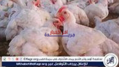 أسعار الفراخ البيضاء والبلدية اليوم السبت 7 فبراير 2026 في المنيا