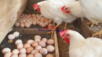 أسعار الفراخ البيضاء والساسو والبيض اليوم السبت 7 فبراير 2026 في بورصة الدواجن المصرية