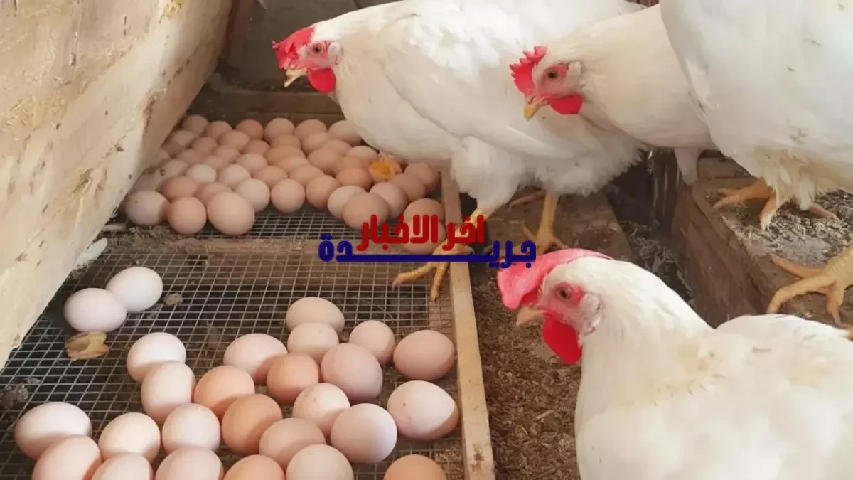 أسعار الفراخ البيضاء والساسو والبيض اليوم السبت 7 فبراير 2026 في بورصة الدواجن المصرية