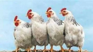 أسعار الفراخ اليوم الثلاثاء 3 فبراير 2026 في بورصة الدواجن والأوضاع السوقية للكيلو من الدجاج والبيض