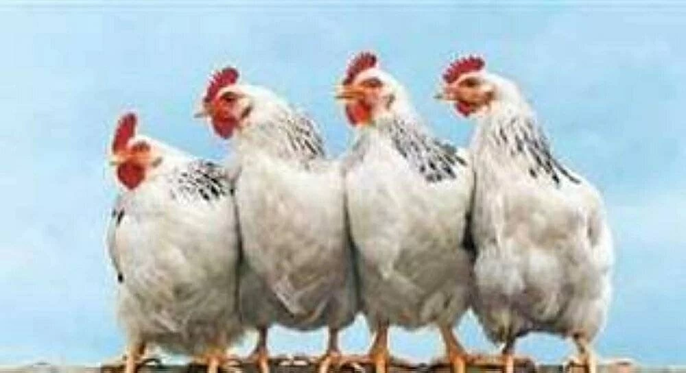 أسعار الفراخ اليوم الثلاثاء 3 فبراير 2026 في بورصة الدواجن والأوضاع السوقية للكيلو من الدجاج والبيض