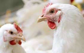 أسعار الفراخ اليوم الثلاثاء 3 فبراير 2026 في مصر