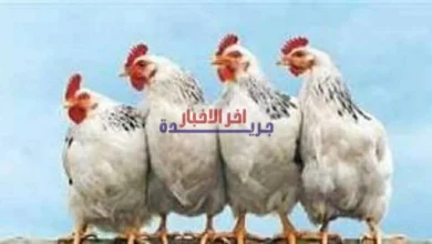 أسعار الفراخ اليوم السبت 7 فبراير 2026 في بورصة الدواجن وسعر كيلو الدجاج في الأسواق