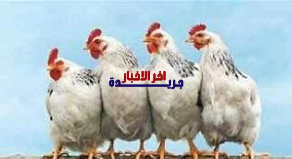 أسعار الفراخ اليوم السبت 7 فبراير 2026 في بورصة الدواجن وسعر كيلو الدجاج في الأسواق