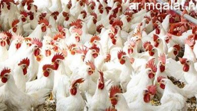 أسعار الفراخ تسليم المزرعة الأحد 1 فبراير 2026