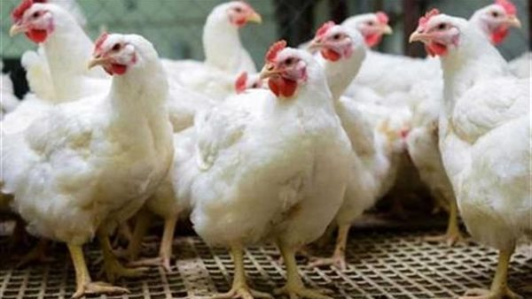 أسعار الفراخ تقترب من 100 جنيه للكيلو مع اقتراب فبراير 2026