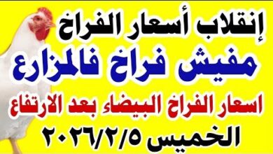 أسعار الفراخ في بورصة الدواجن اليوم الاثنين 2 فبراير 2026 تتفاوت بين الساسو والبلدي