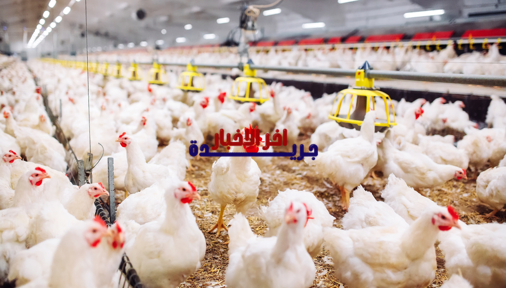 أسعار الفراخ في بورصة الدواجن اليوم السبت 7 فبراير 2026