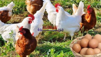 أسعار الفراخ والبيض في الشرقية اليوم السبت 7 فبراير 2026 وتحديثات بورصة الدواجن