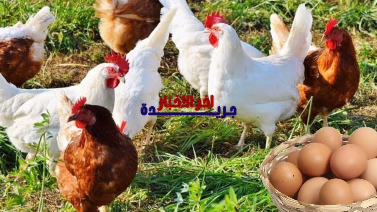 أسعار الفراخ والبيض في الشرقية اليوم السبت 7 فبراير 2026 وتحديثات بورصة الدواجن
