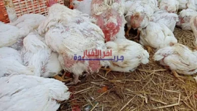 أسعار الفراخ وبيض الطبق تتصدر تداولات أسواق وبورصة الشرقية اليوم السبت 7 فبراير 2026