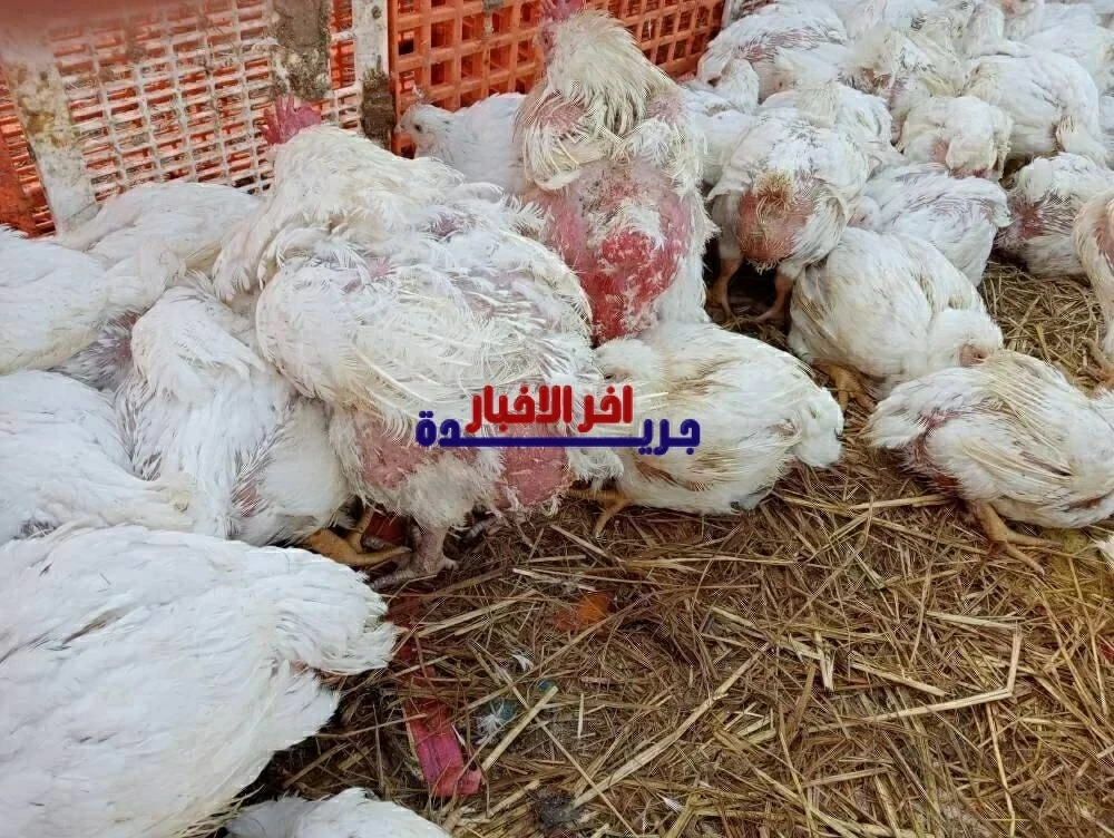 أسعار الفراخ وبيض الطبق تتصدر تداولات أسواق وبورصة الشرقية اليوم السبت 7 فبراير 2026