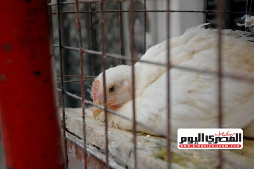 أسعار الفراخ وكرتونة البيض في مطروح اليوم الخميس