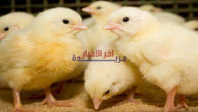 أسعار الكتاكيت اليوم الخميس 5 فبراير 2026 في السوق المحلية وبورصة الدواجن