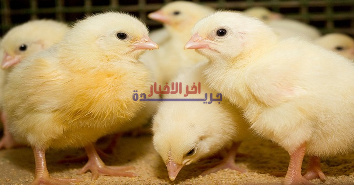 أسعار الكتاكيت اليوم الخميس 5 فبراير 2026 في السوق المحلية وبورصة الدواجن