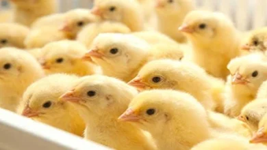 أسعار الكتاكيت والبط اليوم الأحد 2026/2/1 في بورصة الدواجن ترتفع بمقدار 4 جنيهات