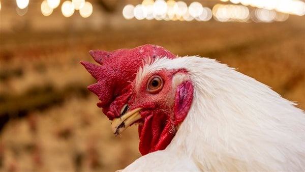 أسعار الكيلو من الفراخ البيضاء والبيض اليوم الأحد الأول من فبراير 2026