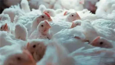 أسعار كيلو الدجاج الأبيض والمحلي في سوق الدواجن اليوم الأحد 1 فبراير 2026