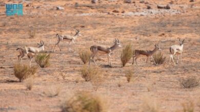 إطلاق 35 كائنًا فطريًا نادرًا في محمية الملك عبدالعزيز لتعزيز التنوع البيولوجي والحفاظ على البيئة