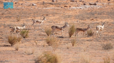 إطلاق 35 كائنًا فطريًا نادرًا في محمية الملك عبدالعزيز لتعزيز التنوع البيولوجي والحفاظ على البيئة