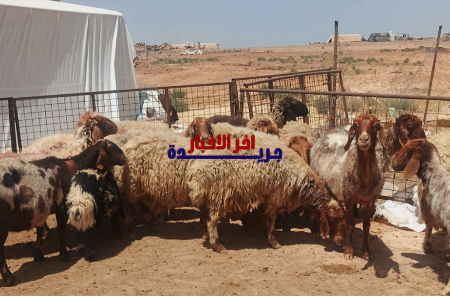 إطلاق مبادرة دعم اللحوم الحمراء في رمضان 2026 لتعزيز الاستهلاك الصحي والمستدام