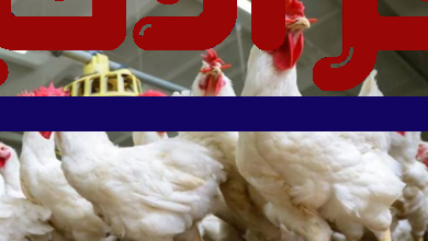 ارتفاع أسعار الدواجن يدفع الفراخ إلى عنبر المجانين قبل رمضان
