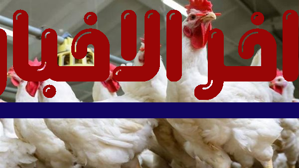 ارتفاع أسعار الدواجن يدفع الفراخ إلى عنبر المجانين قبل رمضان